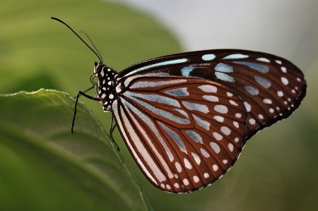 Butterfly pollinator insect arthropod Photo