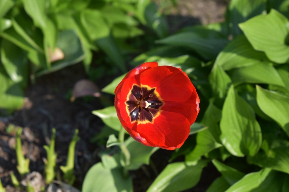 Tulipe fleurs nature fleur