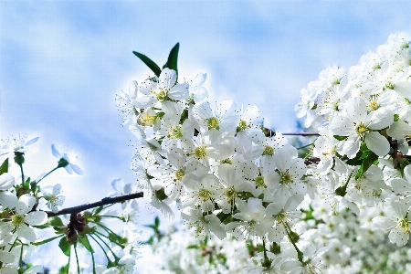 Natural flower sky plant Photo