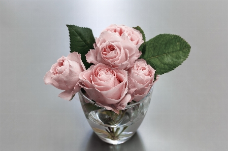 Flower vase petal hybrid tea rose Photo