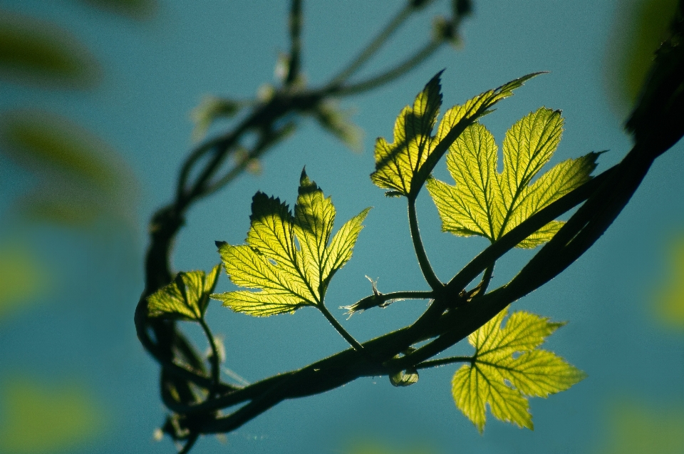 Blume anlage blatt botanik
