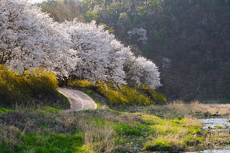 Natural plant community landscape Photo