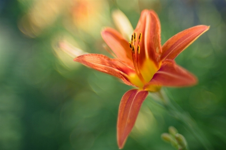 Flower plant orange petal Photo