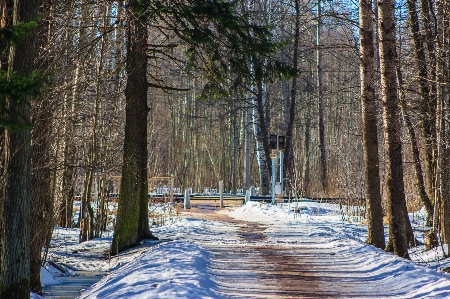 Images snow natural landscape plant Photo