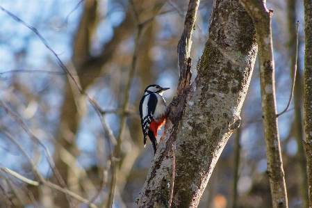 Images bird beak twig Photo