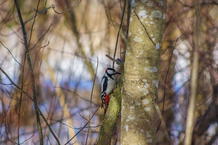 Images plant beak wood Photo