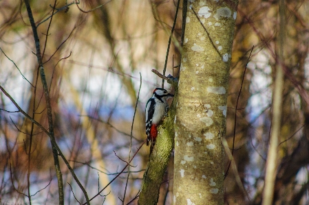 Images plant beak twig Photo