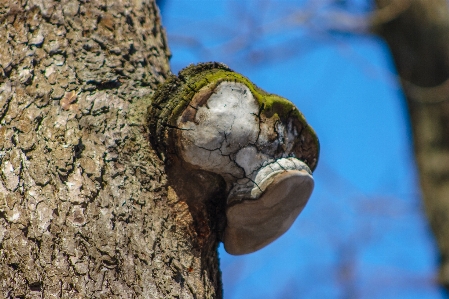 Images wood trunk natural material Photo