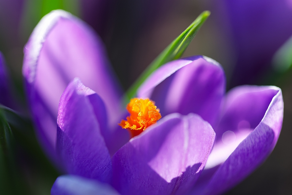 Naturel fleur usine violet