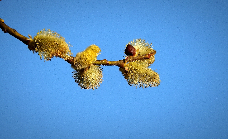 Fiore cielo pianta ramoscello