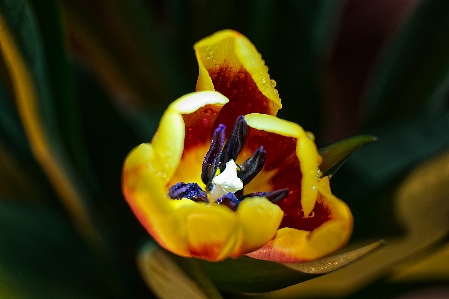 Foto Flor plantar pétala planta terrestre
