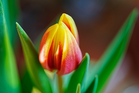 Foto Flor plantar pétala planta terrestre
