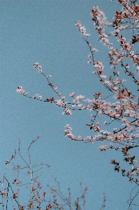 Foto Natural flor céu plantar