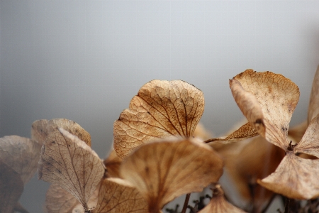 Natural sky wood branch Photo