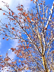 Snow tree sky dead leaves Photo