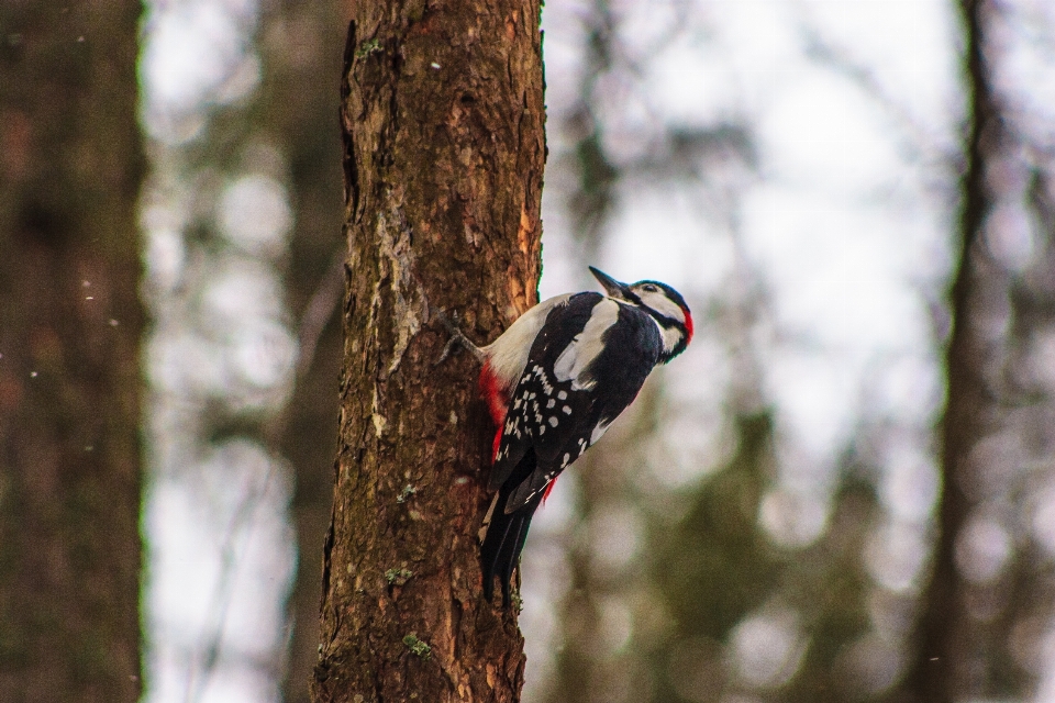 Gambar-gambar burung tanaman paruh