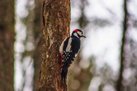 Images bird plant tree Photo