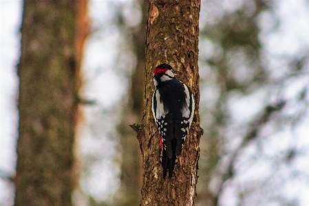 Bilder vogel anlage zweig Foto