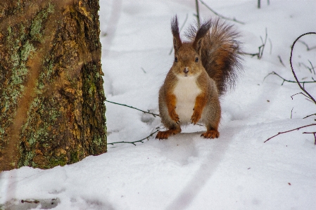 Images snow branch eurasian red squirrel Photo