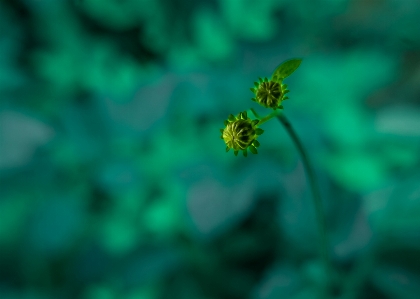 咲く
 花 植物 緑 写真