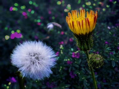 Foto Dente de leão flor plantar pétala