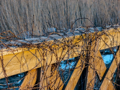 Images twig wood wire fencing Photo