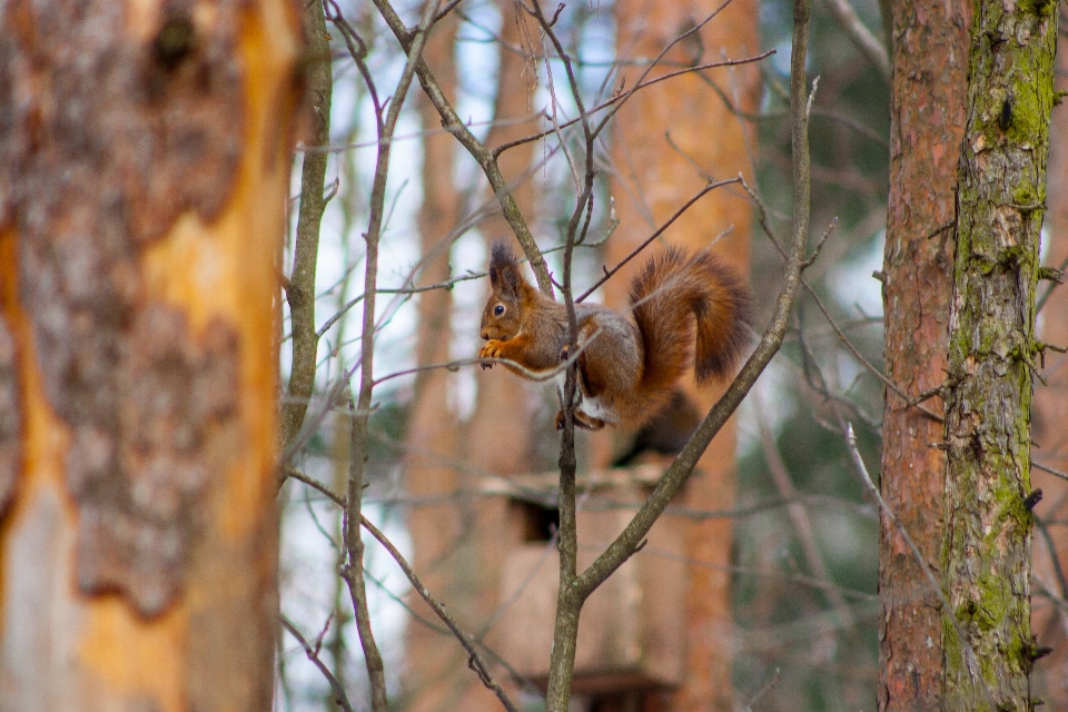 Images twig wood plant