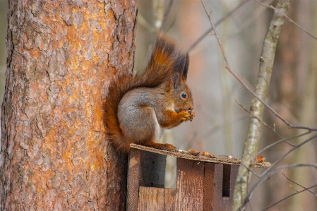 Images plant eurasian red squirrel branch Photo