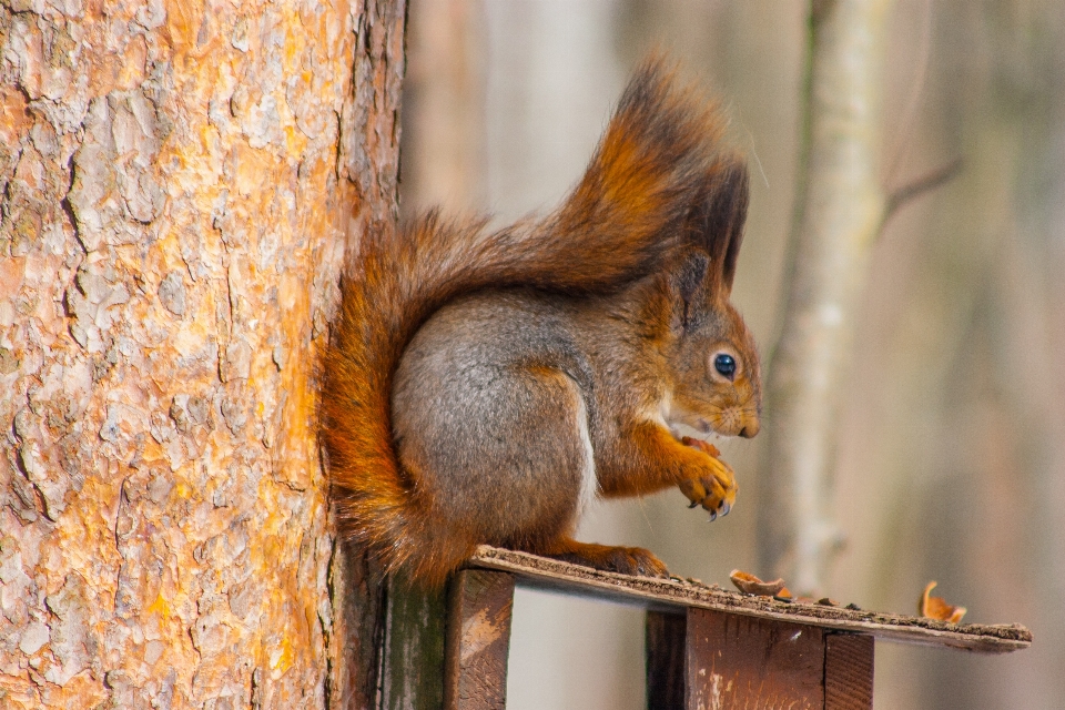 Images plant eurasian red squirrel wood