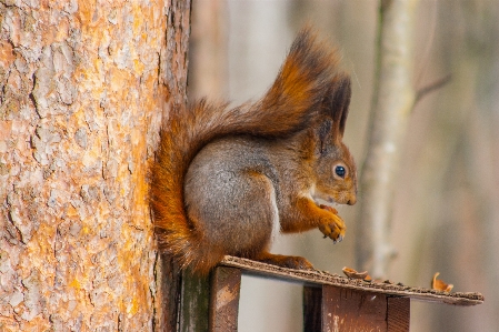 Images plant eurasian red squirrel wood Photo