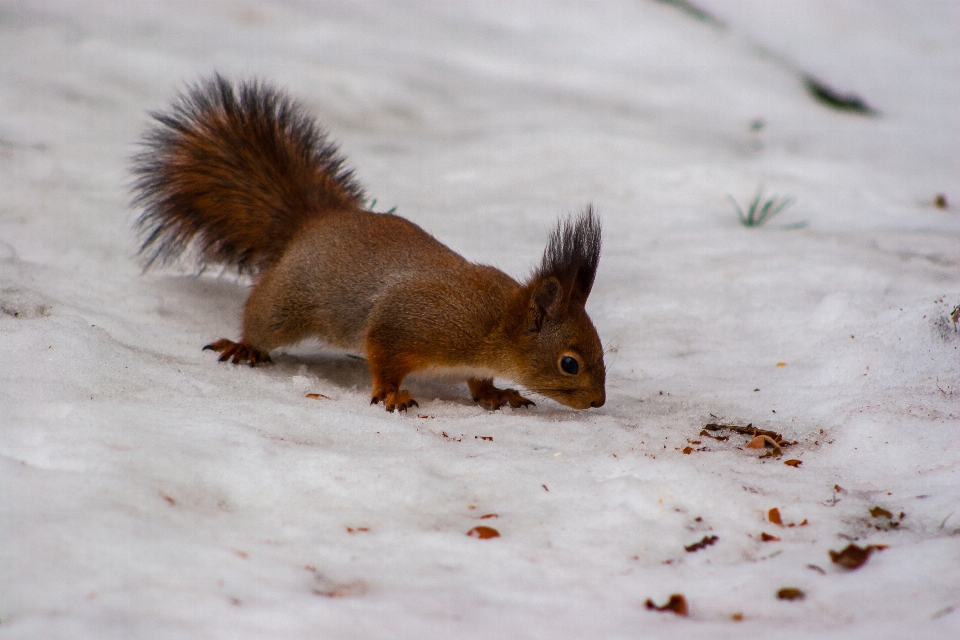 Images snow eurasian red squirrel rodent