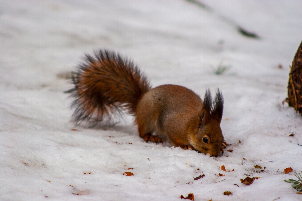 Images snow eurasian red squirrel rodent