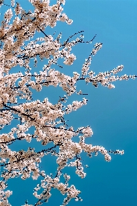 Flower sky twig branch Photo