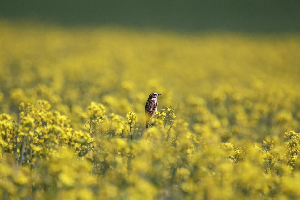 Natürlich blume anlage vogel