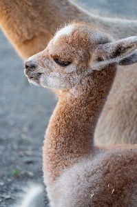 Foto Naturale fulvo
 carnivoro animale terrestre
