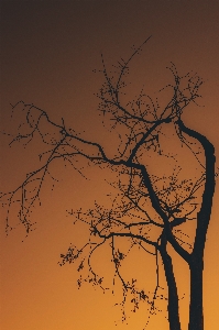 Foto árvore céu folha plantar