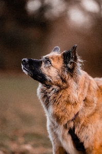 Foto Donna cane di razza
 carnivoro