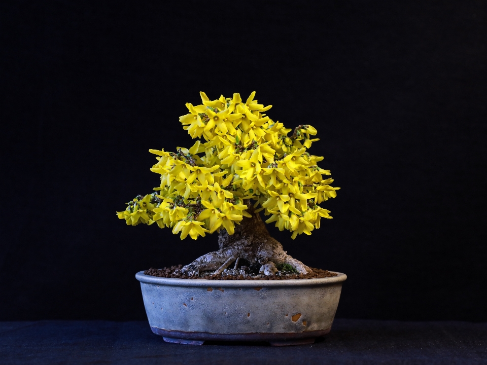 自然的 花 植物 室内植物