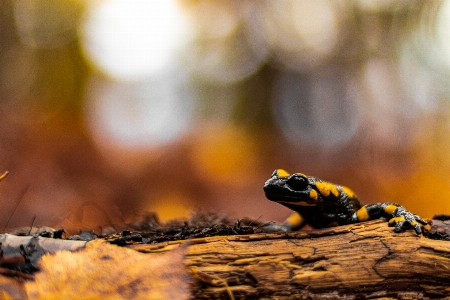 Natural salamandra fire salamander spotted Photo