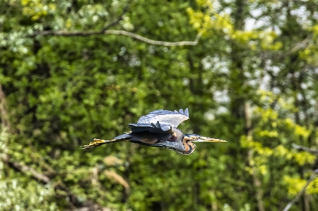 Red heron bird flight aircraft Photo