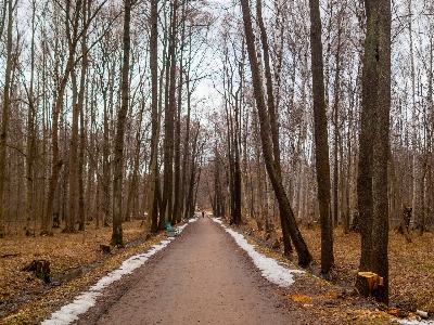 Images brown ecoregion tree Photo