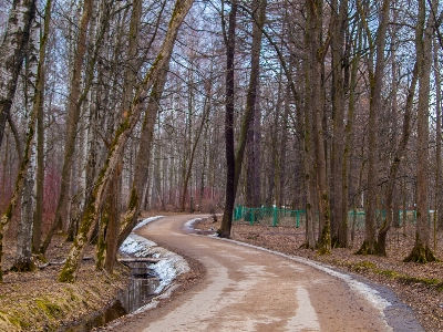 Bilder anlage natürliche landschaft
 baum Foto