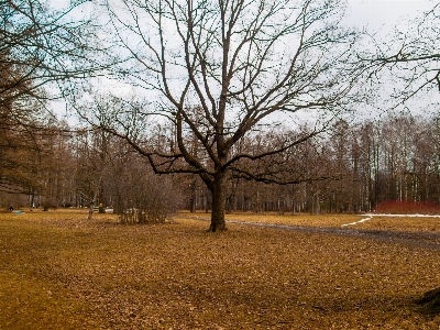 Images brown sky natural landscape Photo