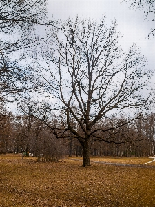 Images brown sky natural landscape Photo