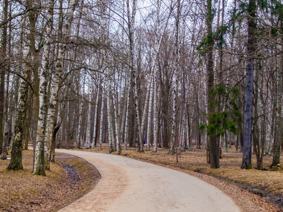 Images usine arbre paysage naturel
