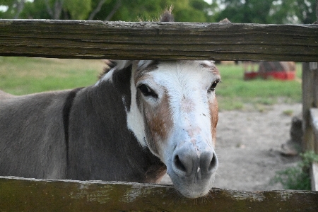 Texas country donkey pasture Photo