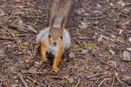 Images plant rodent grass Photo