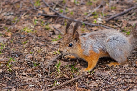 Images squirrel fawn eurasian red Photo