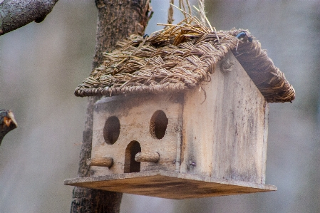 Images bird birdhouse wood Photo