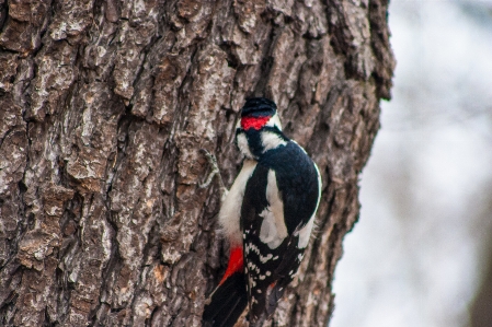 Images bird plant woodpecker Photo